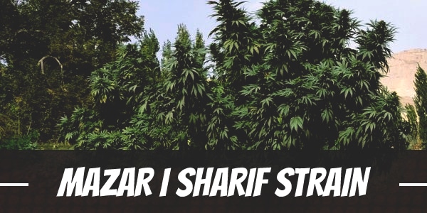 Mazar I Sharif marijuana strain