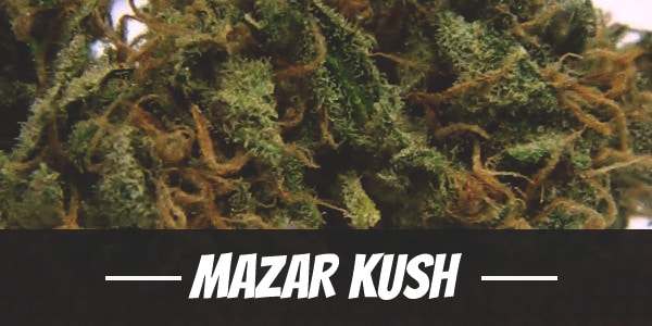 Mazar Kush