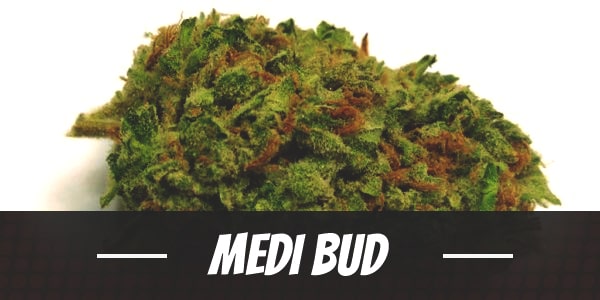 Medi bud cannabis strain