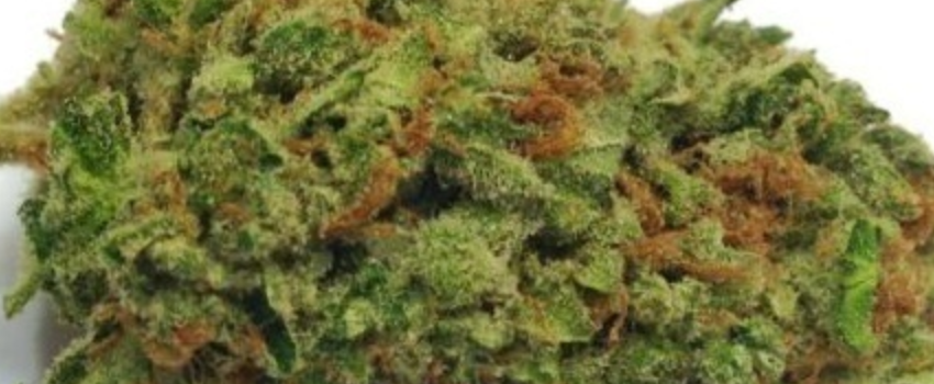 Medi Bud Effects 