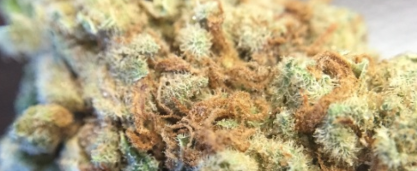 Medi Bud Medical