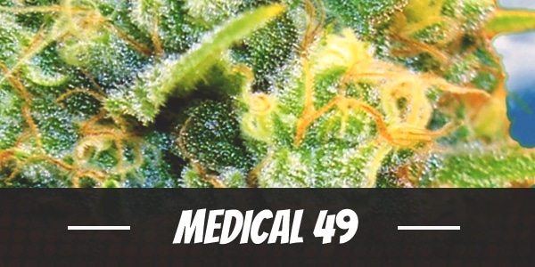 Medical 49