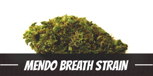 Mendo Breath Strain