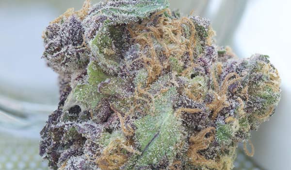 Mendocino Purps Strain Medical