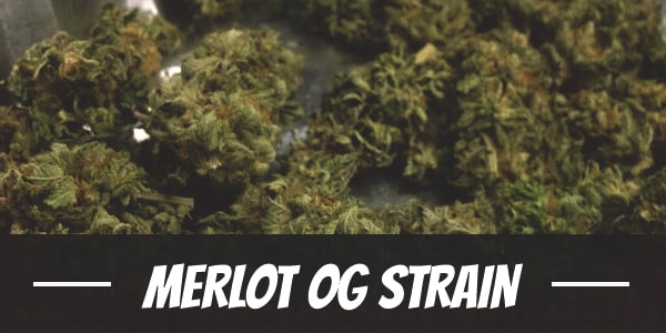 Merlot OG Strain