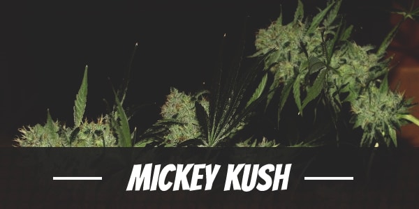 Mickey Kush