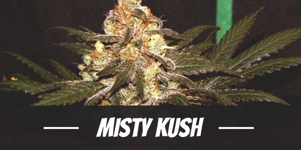 Misty Kush