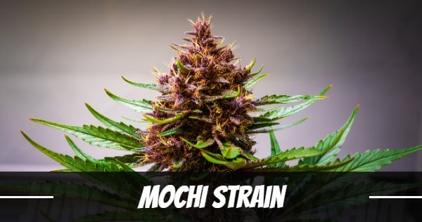 Mochi Strain