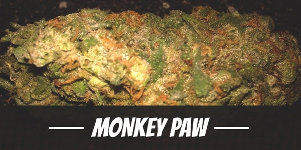 Monkey Paw