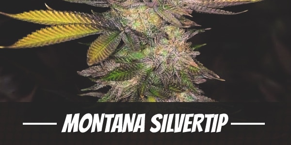 Montana Silvertip