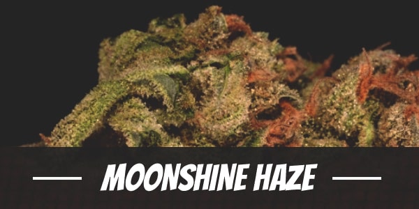 Moonshine Haze