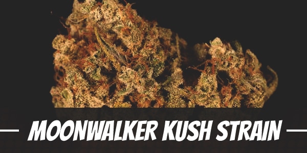 Moonwalker Kush Strain