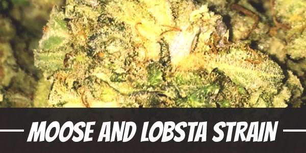 Moose And Lobsta Strain