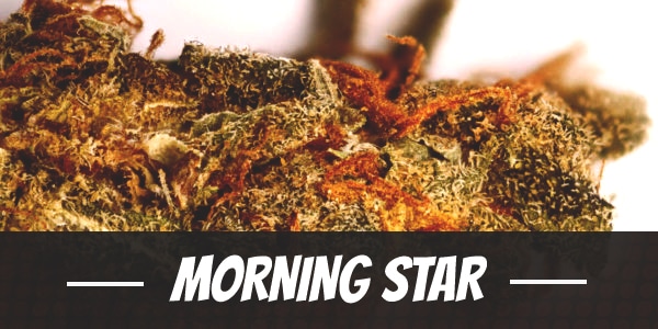 Morning Star weed strain review