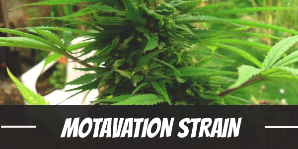 Motavation weed Strain review