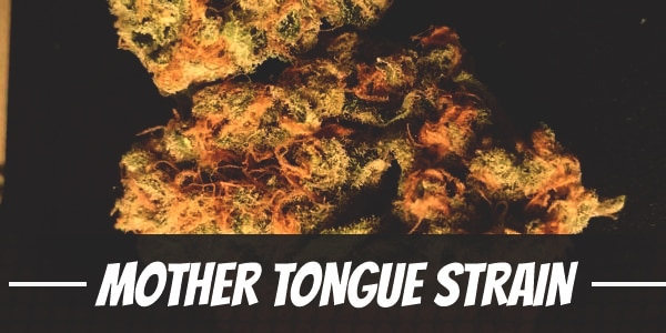 Mother Tongue Strain