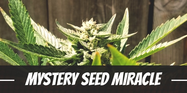 Mystery Seed Miracle