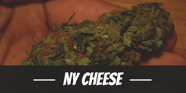 NY Cheese