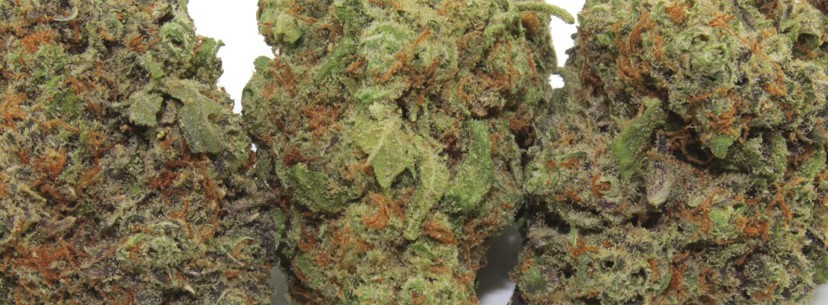 Yumboldt Strain