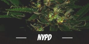 NYPD