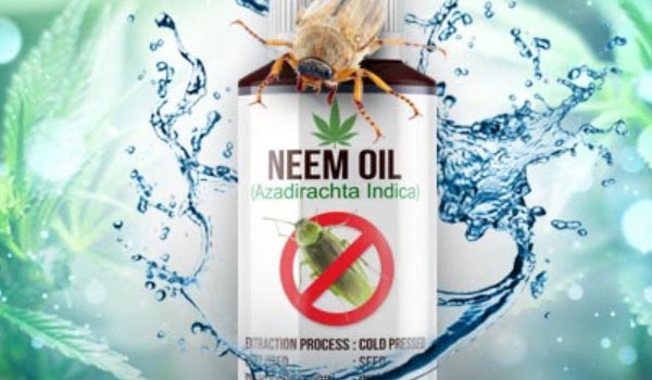 Neem Oil for cannabis plants