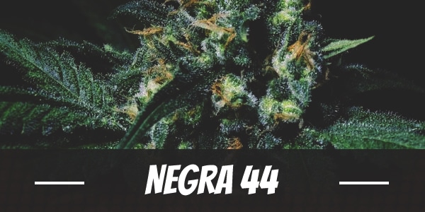 Negra 44