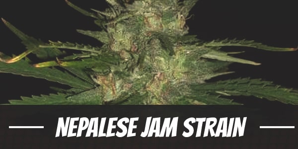 Nepalese Jam Strain