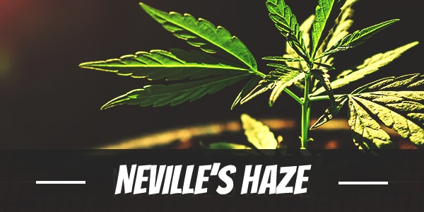 Neville’s Haze marijuana strain information