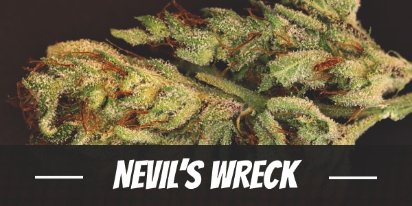 Nevil’s Wreck