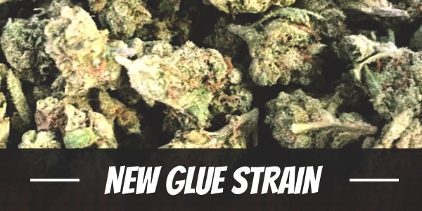 New Glue Strain