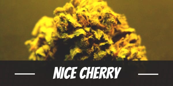 Nice Cherry