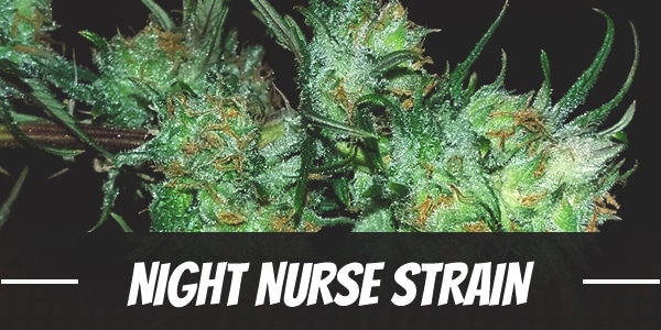 Night Nurse Strain