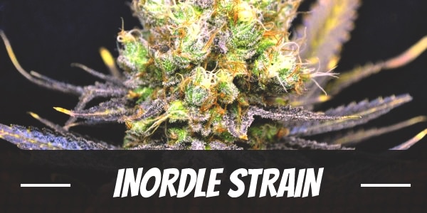 Nordle Strain