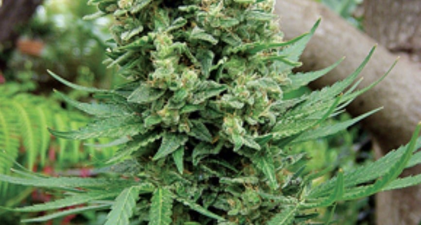 North American Sativa