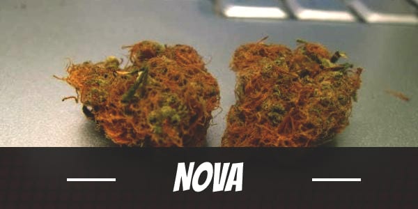 Nova