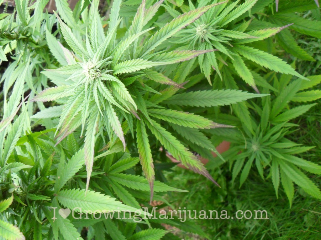 Nutrient Deficiencies For Outdoor cannabis Plants