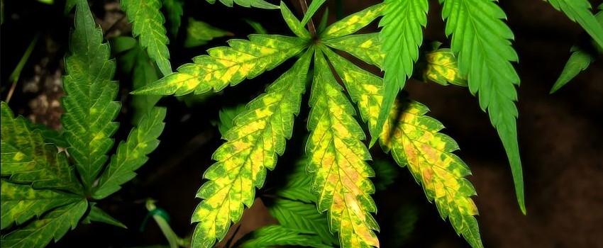 a marijuana plant with signs of nutrient deficiency 