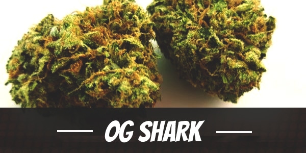 OG Shark