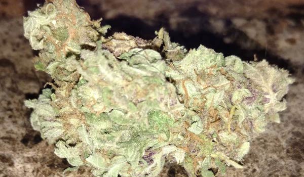 OG Skunk Strain Effects