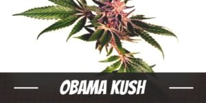 Obama Kush