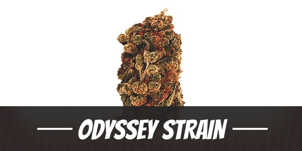 Odyssey Strain