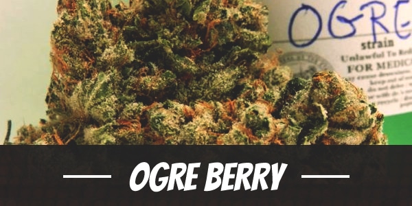 Ogre Berry