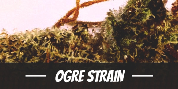 Ogre Strain