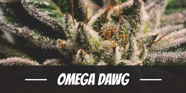 Omega Dawg