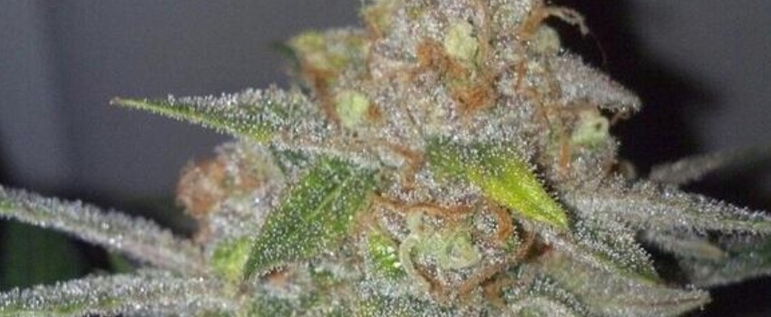 Omega Dawg Medical