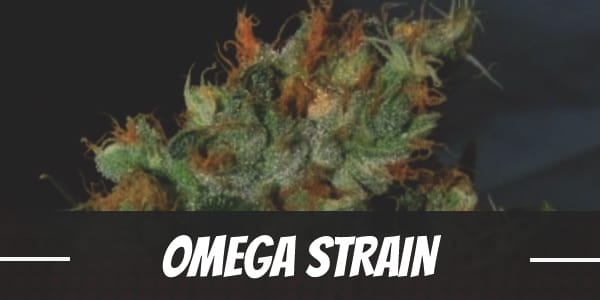 Omega Strain