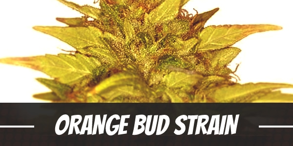 Orange Bud Strain