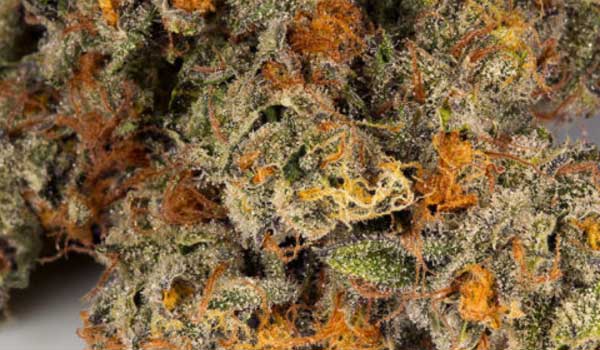 Orange Cookies Strain Effects