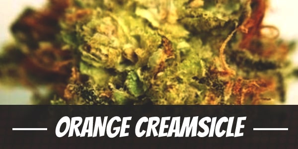 Orange Creamsicle