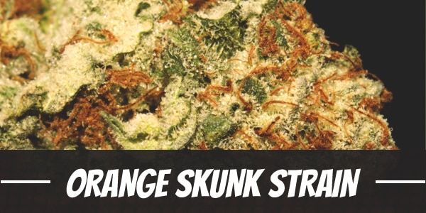 Orange Skunk Strain